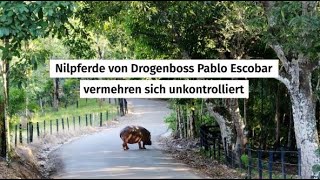 Nilpferde von Drogenboss Pablo Escobar werden zur Plage in Kolumbien [upl. by Ulane501]