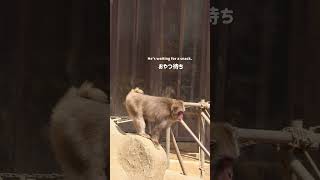 【高尾山さる園】トロロくんのジャンプ【SNOW MONKEY】 japanesemonkey monkey [upl. by Relyc]