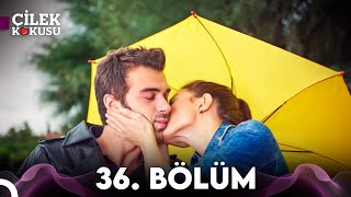 Çilek Kokusu 36 Bölüm YAZ KLASİKLERİ [upl. by Beret]