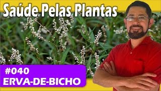 Saúde Pelas Plantas  Ervadebicho hemorroidas varizes vermifuga inflamação analgésica [upl. by Joeann]