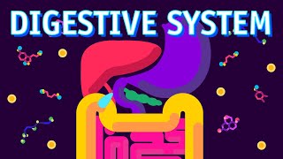 How our Digestive System Works [upl. by Vick]