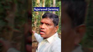 Agarwood farming अगरवुड की खेती agarwoodfarming agarwood Shorts [upl. by Clarkin]