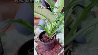 Quick Spathiphyllum Sensation repot RepottingPlants Spathiphyllum SpringGardening [upl. by Pihc490]