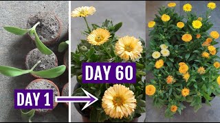 Know the Right Way to Grow n Care for Calendula in Pots With Results [upl. by Kurtz]