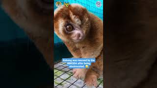 This poor slow loris was electrocuted [upl. by Ahsrats444]