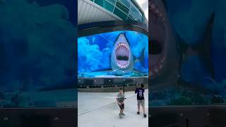 Kids vs Shark 🦈  shortvideo [upl. by Leahcimaj]