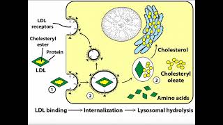 LDLmediated Cholesterol Delivery to Cells [upl. by Lyns]