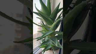 Aloe Vera Plant plants plantasdeinterior houseplants indoorplants amorporlasplantas garden [upl. by Divadnoj]