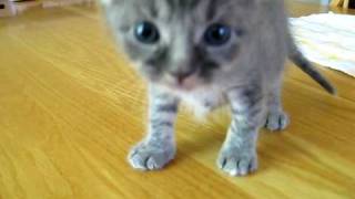 4 week old kitten learns how to walk [upl. by Faucher433]