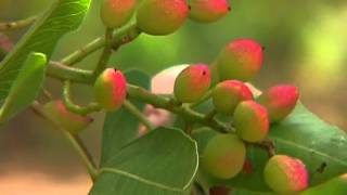 Pistacia vera in Botanical Garden Jerusalem [upl. by Lois]