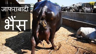 शानदार दूधारू जाफराबादी भैंस  Jafarabadi buffalo of Bhavnagar Gujarat [upl. by Cob982]