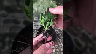 Try growing Kalanchoe pinnata from leaves [upl. by Ecienaj]