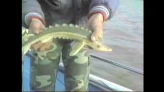 Sturgeon Fishing Rare Green Sturgeon [upl. by Lehsreh]