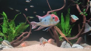 Geophagus Pyrocephalus aka SpRed head Tapajos [upl. by Itsyrc]