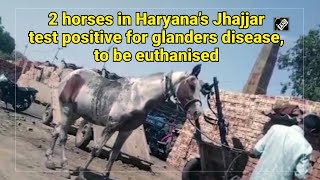 2 horses in Haryana test positive for glanders disease to be euthanised [upl. by Hewitt]