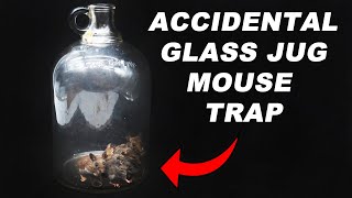 Glass Jug Mouse Trap Accidental Success Simple Mouse Trap That Works Mousetrap Monday [upl. by Lipp957]