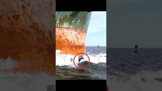 Dolphins 😥🐬  Why do dolphins swim in front of ships  dolphin ship youtubeshorts shorts [upl. by Schwartz]