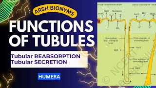 Functions Of Tubules  Tubular Secretion and Tubular Absorption Neet  Humera [upl. by Halimaj560]