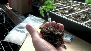 Cornell Vegetable Program Grafting Tomatoes [upl. by Zoeller]