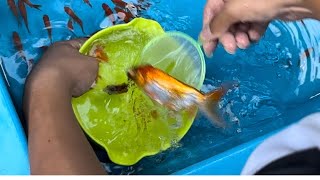 【4K高画質】【神回！】麻布十番納涼祭り2024の１回500円の高級金魚掬い２日目にて、らんちゅうと頂点眼の捕獲に成功するシーン👍（20248251553） [upl. by Bernardina191]