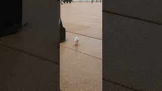 Spotted a stunning redbilled gull at the iconic Sydney Opera House australia sydney birds [upl. by Jarnagin]