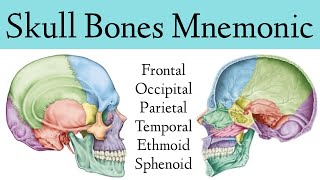 Skull Bone amp Suture MnemonicTrick Cranial Bone Anatomy Animation [upl. by Lyrahs459]