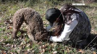 VIDEO RICERCA TARTUFO [upl. by Anisamoht75]