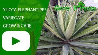 Yucca elephantipes variegate  grow amp care Stick Yucca [upl. by Schifra]