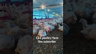 CampS poultry farm like subscribe music phonk livestockfarm poultry chicken poultryfarm [upl. by Collis979]