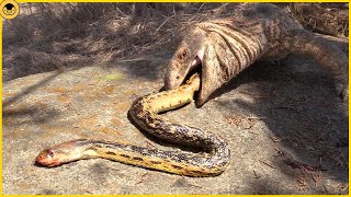 15 Moments When Snakes Messed with the Wrong Opponents [upl. by Nagy]