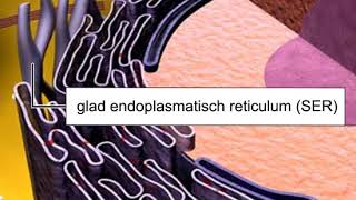 Endoplasmatisch reticulum 121 [upl. by Kloster657]