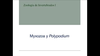 Myxozoa y Polypodium [upl. by Akitan405]