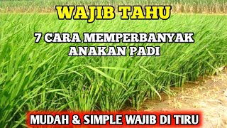 CARA MEMPERBANYAK ANAKAN PADI YANG MUDAH amp SIMPLE [upl. by Bently694]