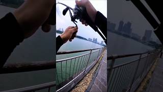 try fishing in the city looking for big fish 🎣🤣 fishing fishingtips cauca fishingvideo shorts [upl. by Belia]