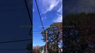 hawks flying around looking for squirrels part 2 carroll ave😕 wildlife nature shortsvideo [upl. by Fredrick504]