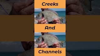 Top Fish Attracting Features When Targeting Gilthead Bream seafishinguk [upl. by Covell]