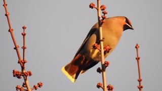 Bohemian Waxwingcall at the end [upl. by Ainavi196]