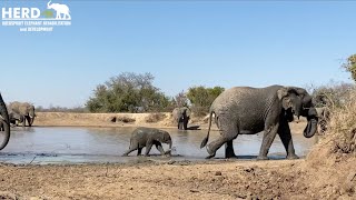 Orphaned elephant Khanyisas first official swim in the dam [upl. by Gibbs]