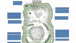 Prokaryotic and Eukaryotic Cells IB Biology [upl. by Steffy274]