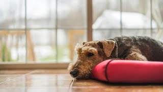 Airedale Terriers and Agility Training How to Train Them Effectively [upl. by Evette644]