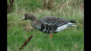 Greater Whitefronted Goose Cley Norfolk 161124 [upl. by Neau]