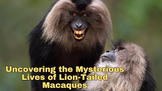 Behind the Mane Uncovering the Mysterious Lives of LionTailed Macaques [upl. by Rudman]