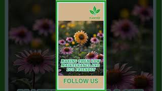 Benefits of the Pinwheel Coneflower indoorplants garden gardening plantstation coneflower [upl. by Sesiom987]