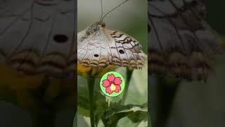 Descubre el mundo de las MARIPOSAS 🦋​​ [upl. by Einnus682]