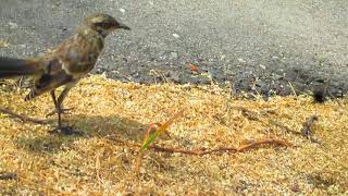 Longtailed Mockingbird  Mimus longicaudatus [upl. by Myra]