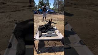 Dog Training germanshepherd dogtraining gsd homestead farm backyardchickens dog [upl. by Dulcia]