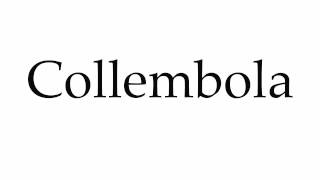 How to Pronounce Collembola [upl. by Sharla]