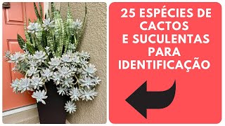 25 ESPÉCIES DE CACTOS E PLANTAS SUCULENTAS PARA IDENTIFICAÇÃO [upl. by Airtemed]