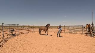 Roping a mustang for haltering [upl. by Pond]