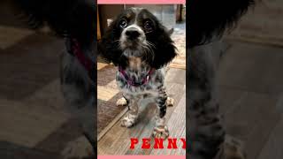 Beirl’s English setter pups englishsetter [upl. by Anayik]